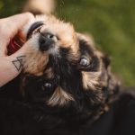 Thumb Tattoo and Cute Puppy