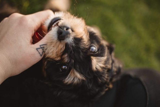 Thumb Tattoo and Cute Puppy
